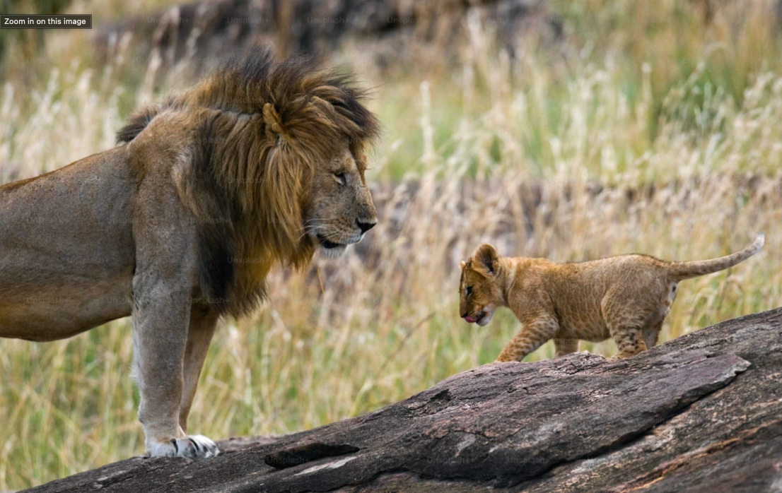 Lion in Serengeti