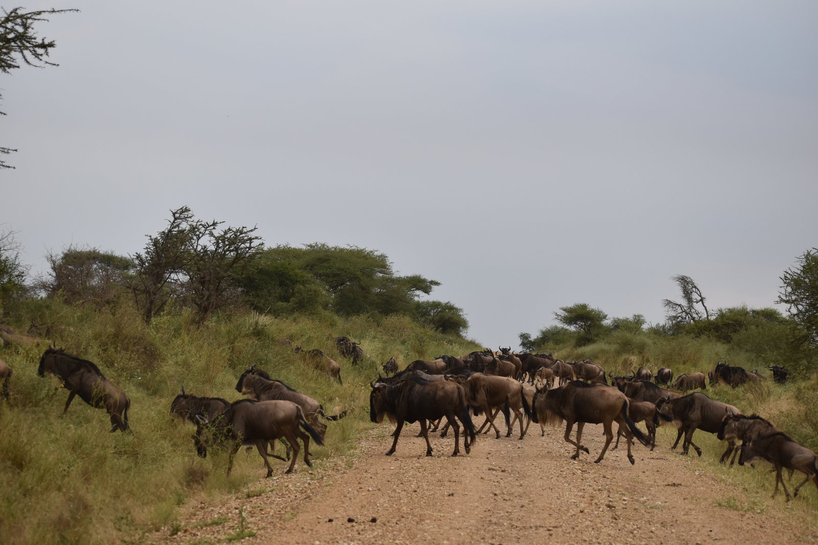 Great Migration Safari