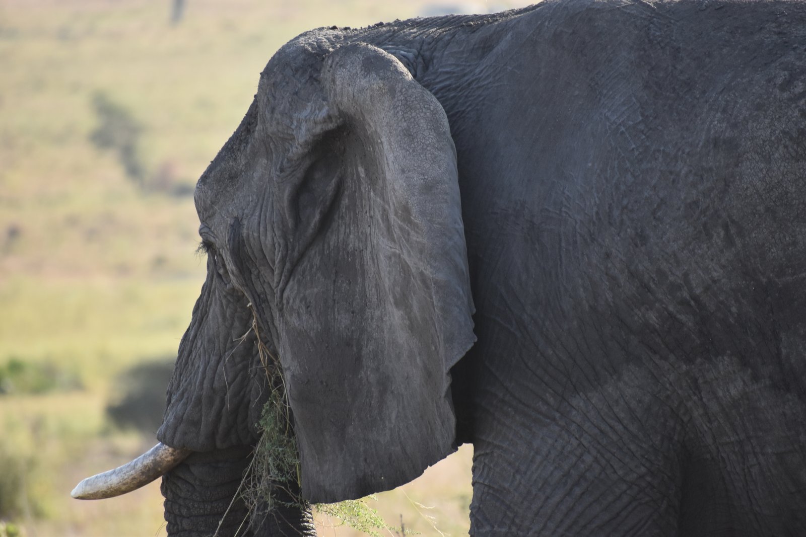 Essential Tanzania Safari